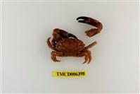 藏品(光輝瘤蟹)的圖片